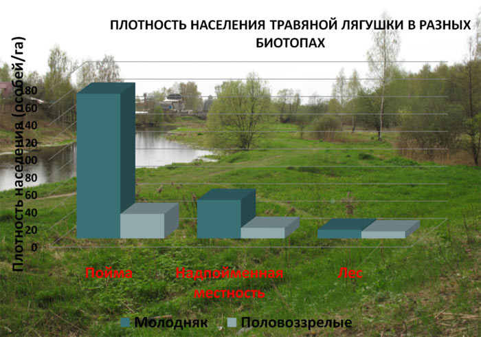 Плотность населения травяной лягушки в разных биотопах