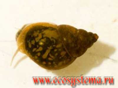 Битиния (брюхоногий моллюск) - водные беспозвоночные реки и ручья в окрестностях биостанции Экосистема