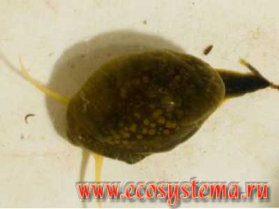 Физа (брюхоногий моллюск)- водные беспозвоночные реки и ручья в окрестностях биостанции Экосистема