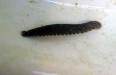Малая ложноконская пиявка, или нефелида (Herpobdella octoculata L)
