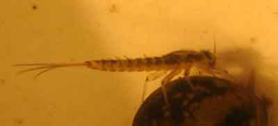 Личинка подёнки (Ephemeroptera)