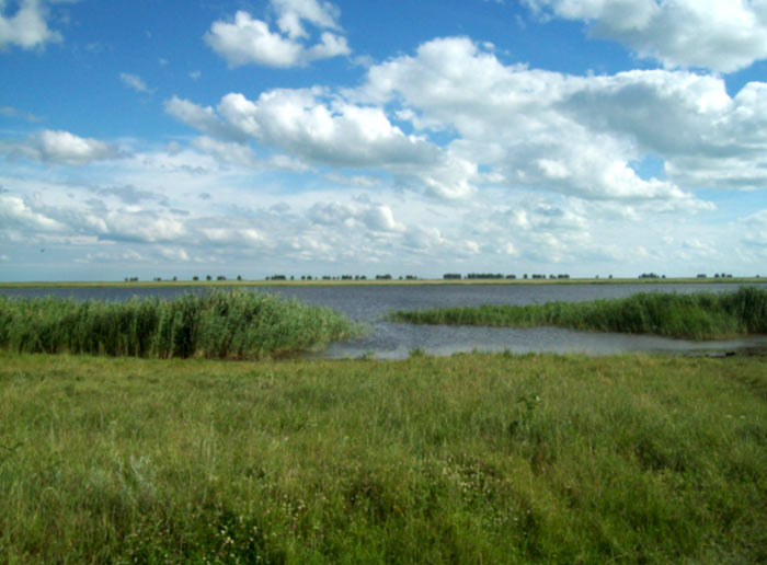 Озеро Домашнее (Жилое). Барабинский р-н Новосибирской области