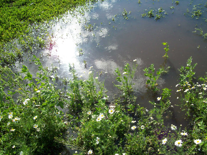 Водная растительность на южном берегу озера