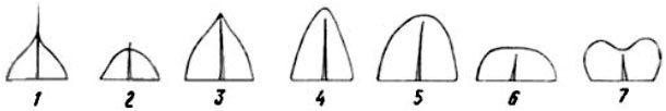 Основные формы верхушки листовой пластинки