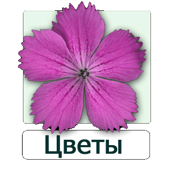 Мобильное приложение Полевой атлас-определитель дикорастущих цветов