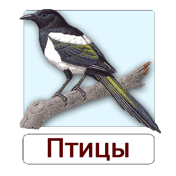 Мобильное приложение Полевой атлас-определитель птиц России