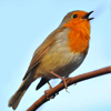 Мобильное приложение Голоса птиц Европы PRO - профессиональная энциклопедия голосов птиц для смартфонов и планшетов андроид