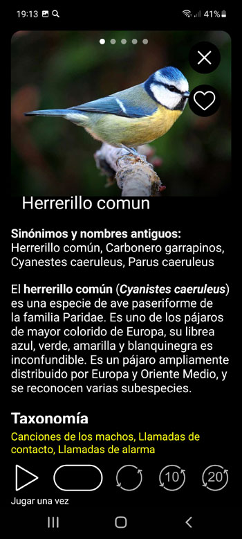 AplicaciГіn mГіvil GuГ­a de Aves Europeas PRO: determinante de campo, fotos y voces - pantalla de descripciГіn de especies de aves