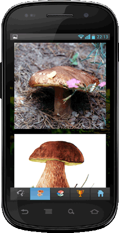 Мобильное приложение Полевой атлас-определитель сумчатых и базидиальных грибов России для Android - изображения вида (фотография и рисунок)