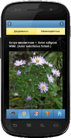 Мобильное приложение Полевой атлас-определитель травянистых растений (цветов) для Android - иллюстрации вида растения