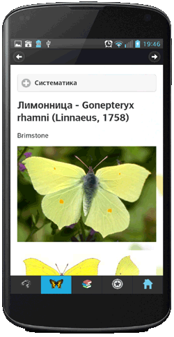 Мобильное приложение Полевой атлас-определитель дневных бабочек России для мобильных устройств Android - описание вида в Атласе