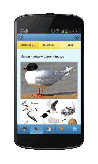 Мобильное приложение Полевой атлас-определитель птиц, птичьих гнезд, яиц и голосов птиц для Android - изображения вида в атласе