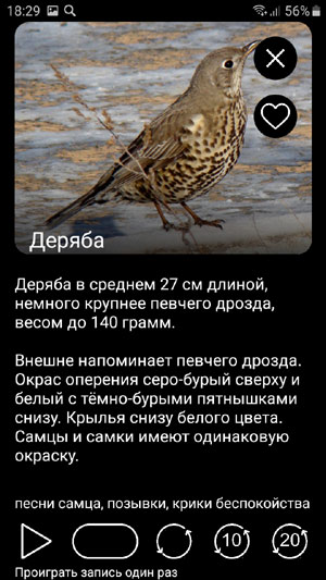 Мобильное приложение Голоса птиц Европы PRO - описания и изображения птиц, варианты проигрывания голосов