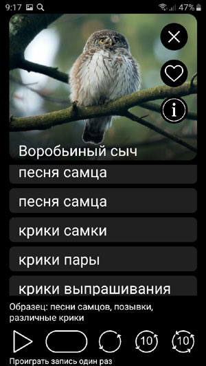 Мобильное приложение Манок на птиц: Птицы Европы - песни самцов, крики самок, крики тревоги, позывки, крики выпрашивания