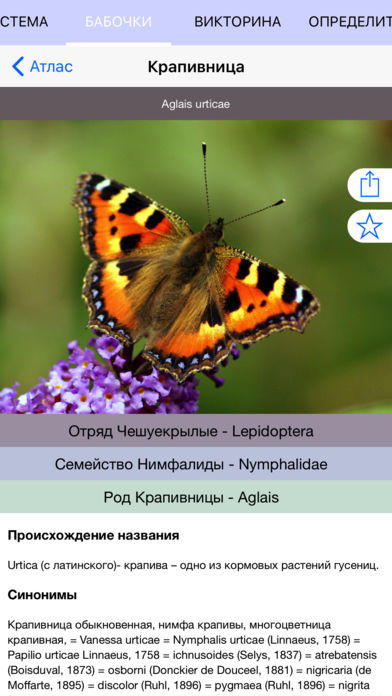 Мобильный полевой атлас-определитель дневных бабочек России для iPnone и iPad от Apple: образец описания вида бабочки