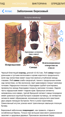 Полевой атлас-определитель насекомых-вредителей лесов России для iPnone и iPad от Apple - описание вида