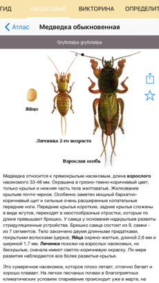 Полевой атлас-определитель насекомых-вредителей лесов России для iPnone и iPad от Apple - страница описания вида