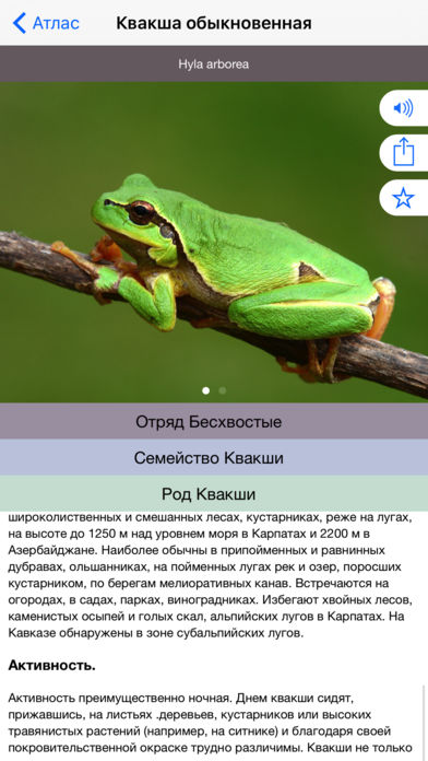 Мобильный полевой атлас-определитель земноводных (амфибий) России для iPnone и iPad от Apple: образец описания вида земноводного