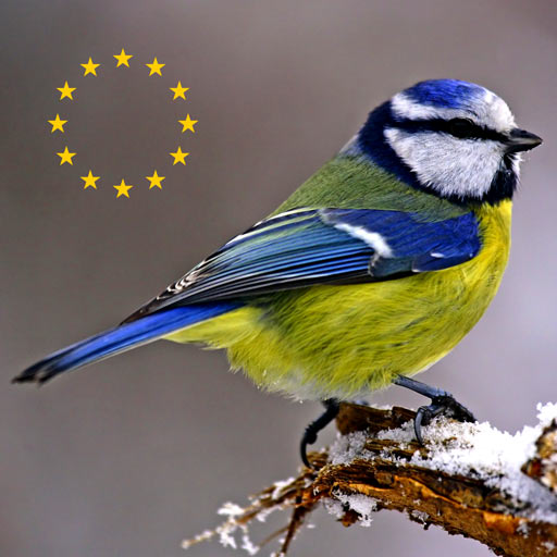 Мобильный полевой определитель птиц Европы (Birds of Europe) для iPnone и iPad от Apple