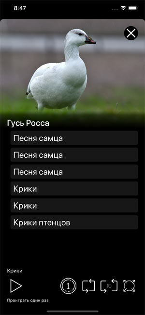 Мобильное приложение Манок на птиц: Птицы Европы - варианты звуковых записей птиц