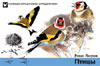 Птицы: обложка карманного полевого справочника-определителя