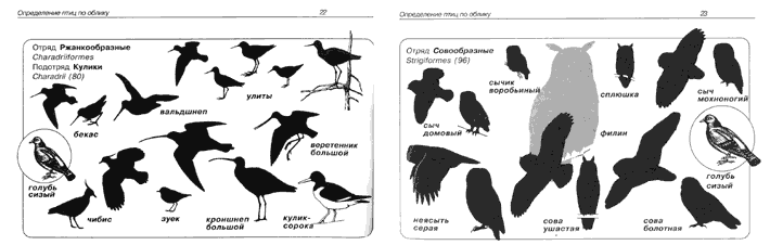 Образцы разворота книги "Птицы средней полосы: Карманный определитель"