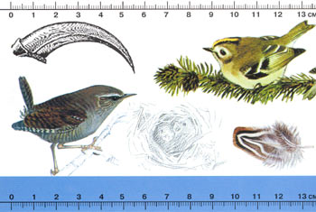 Обложка книги "Птицы средней полосы: Карманный определитель"