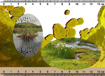 Обложка книги "Растения болот: Карманный определитель"