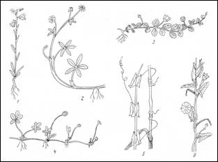 Морфологическое описание цветкового растения