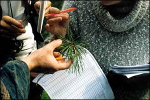 Assessment of the vital state of a forest based on pine-tree analysis