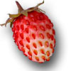 Компьютерный (цифровой) атлас-определитель ягод и других дикорастущих сочных плодов России