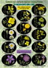 Цветная определительная таблица Травянистые растения (цветы) лугов, полей, опушек и полян