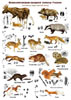 Цветная определительная таблица Млекопитающие и следы их жизнедеятельности