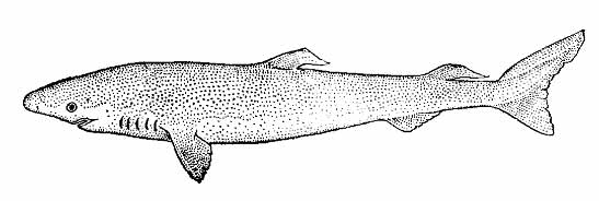 Полярная акула (Somniosus microcephalus)