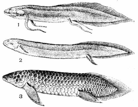 Двоякодышащие рыбы: 1 — протоптер, 2 — американский чешуйчатник, 3 — рогозуб