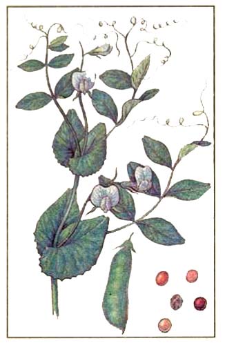 Pisum sativum L. — горох посевной