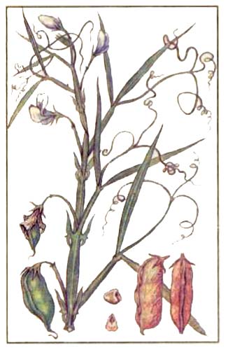 Чина посевная — Lathyrus sativus