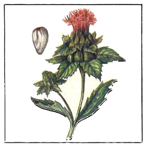 Carthamus tinctorius L. — сафлор красильный