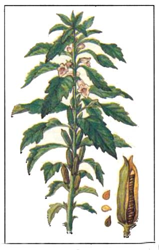 Кунжут индийский (Sesamum indicum L)