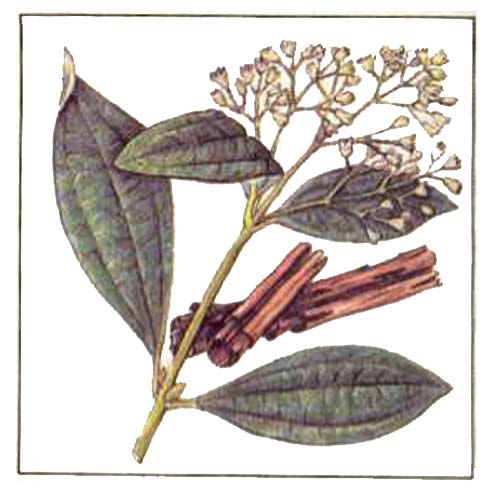 Коричное дерево - Cinnamomum