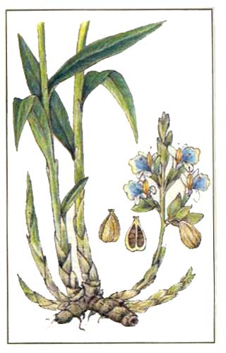Кардамон (Elettaria cardamomum)