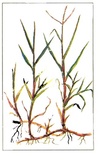 Бермудская трава — Cynodon dactylon