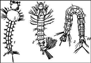 Личинки комаров. 1 — личинка обыкновенного комара (Culex pipiens); 2 — личинка
малярийного комара (Anopheles maculipennis); 3 — личинка земноводного комарика (Dixa amphibia)