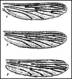 Крылья малярийных комаров. 1 — обыкновенного
малярийного комара (Anopheles maculipennis); 2 — лесного
(Anopheles bifurcatus); 3 — Палласова комара (Anopheles hyrcanus)