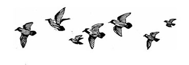 Flying Birds Hd Transparent, Flying Birds, Fly, Birds, Flying PNG Image For Free Download