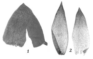 Рис. 10. Стеблевой (1) и веточные (2) листья сфагна