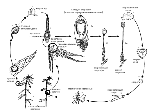 Жизненный цикл мохообразных (на примере сфагнового мха) 