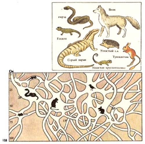 Типичные животные пустыни и подземные ходы животных в пустыне