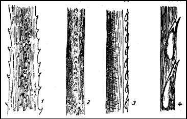 Кладки стрекоз из группы коромысла и лютки. 1 — кладка коромысла (Aeschna viridi) на телорезе, 2 — стебель частухи, в который вбуравлены яйца лютки (Lestes)