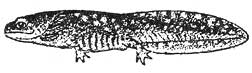 Личинка сибирского углозуба